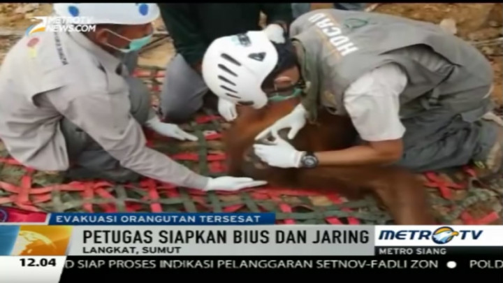BKSDA Evakuasi Orangutan Tersesat di Langkat 