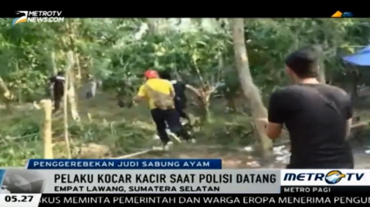 Polisi Gerebek Arena Judi Sabung Ayam