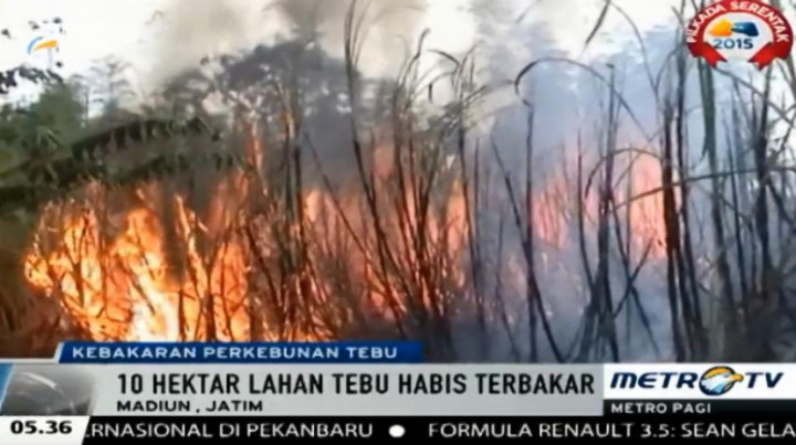 Lahan Perkebunan Tebu Hangus Dilalap Si Jago Merah