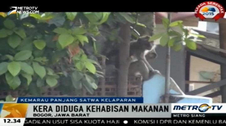 Akibat Kekeringan, Satwa Liar Keluar dari Habitatnya Mencari Makan