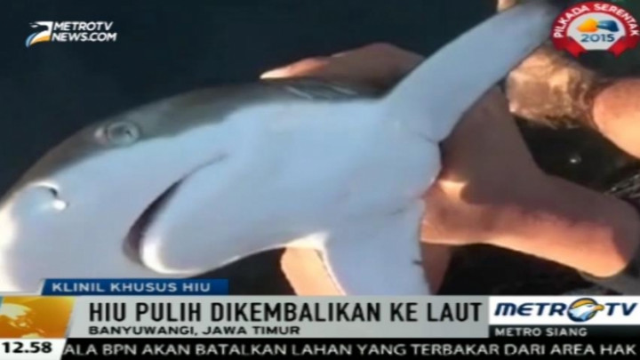 Ada Klinik Hiu di Banyuwangi