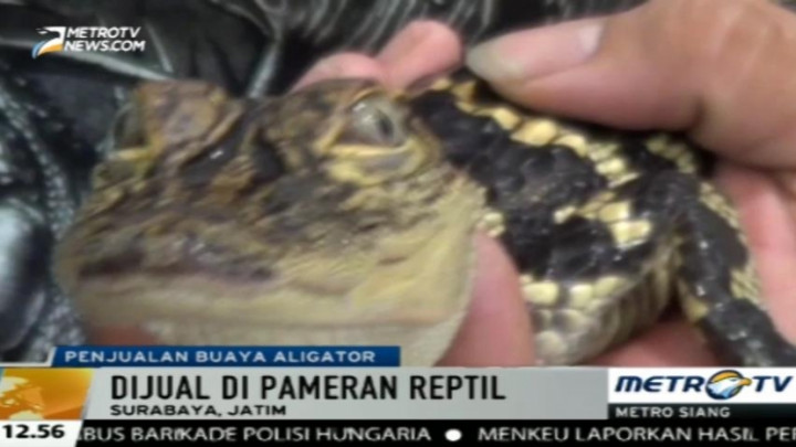 Pedagang Satwa Jual Buaya Aligator di Pameran Reptil Surabaya 