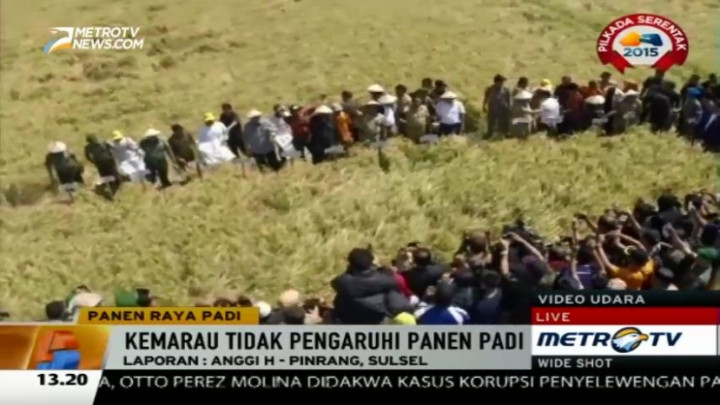 Ini Rahasia Petani Pinrang Tetap Panen Padi di Tengah Kemarau 