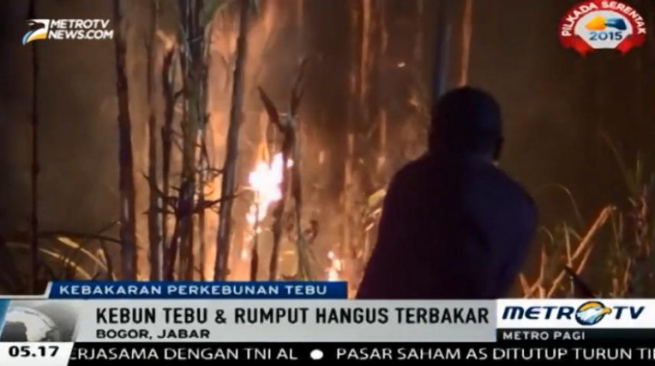Lima Hektar Perkebunan Tebu dan Ladang Pakan Ternak Ludes Terbakar