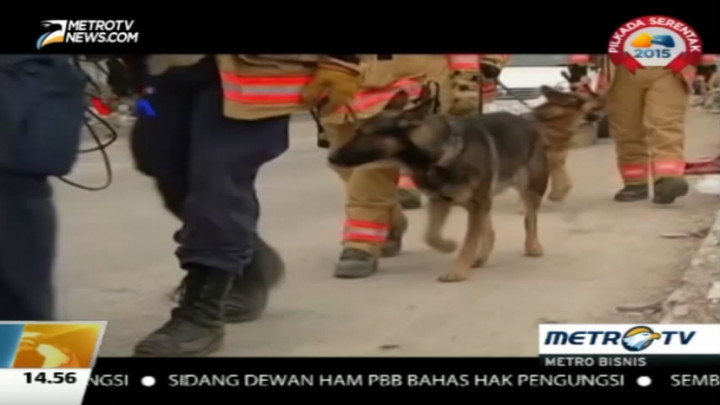 Melatih Anjing Pelacak Tim SAR AS 
