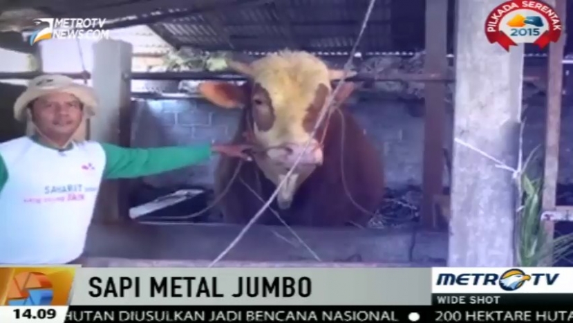 Peternak Ini Punya Cara Jitu untuk Menaikan Bobot Sapi Miliknya