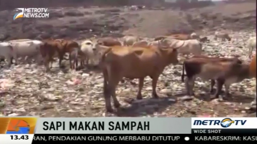 Pemkab Bantul Keluarkan Larangan Pembelian Sapi yang Digembalakan di TPA