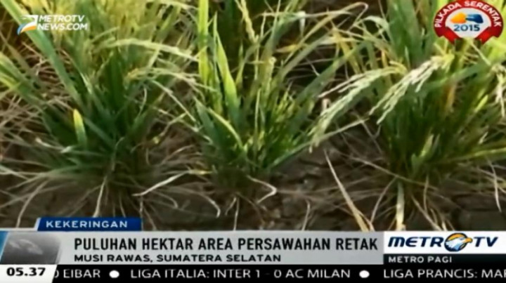 Puluhan Hektar Persawahan di Musi Rawas Alami Kekeringan