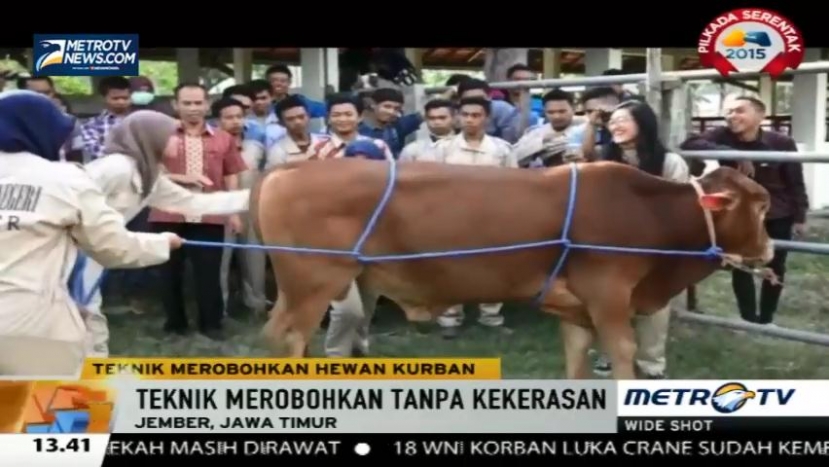 Cara Mudah Robohkan Hewan Kurban