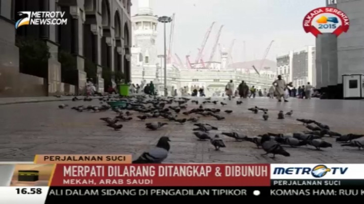 Burung Merpati Jadi Hiburan Bagi Jemaah Haji