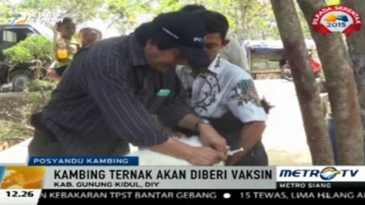 Ada Posyandu Kambing Di Gunung Kidul 