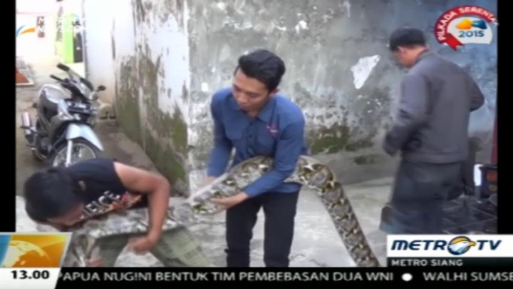 Warga Malang Tangkap Ular Sanca Kembang Sepanjang 6 Meter