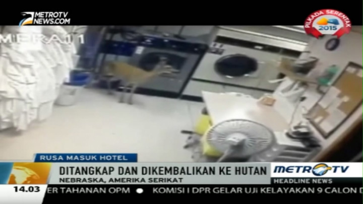 Seekor Rusa Liar Masuk ke Hotel di Nebraska
