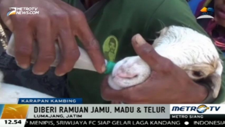 Jelang Idul Adha Para Peternak di Lumajang Gelar Karapan Kambing 