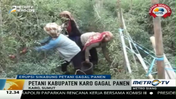 Sinabung Erupsi, Petani di Karo Gagal Panen