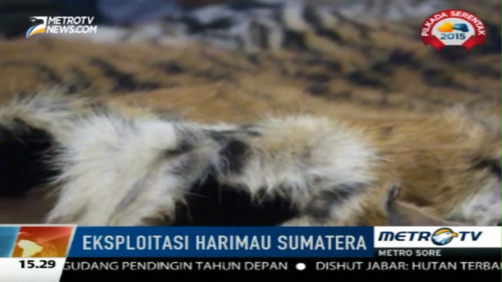 Empat Penjual Kulit Harimau Sumatera Diringkus Polisi 