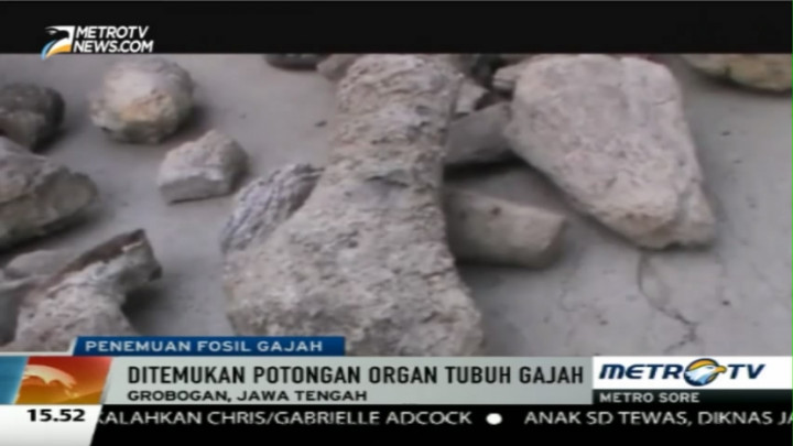 Warga Grobogan Temukan Benda Diduga Fosil Gajah Berusia Ratusan Tahun 