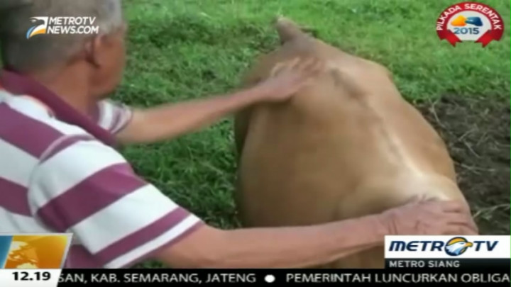 Selama Belasan Tahun Warga Sumut Ini Berprofesi sebagai Pemijat Hewan