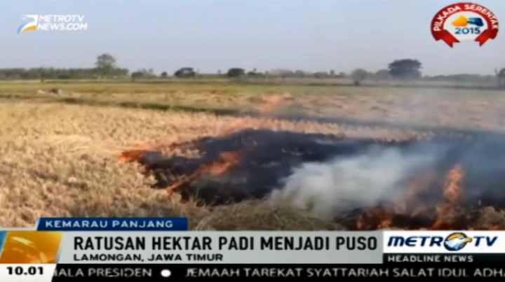 Akibat Kekeringan, Ratusan Hektare Tanaman Padi Dibakar