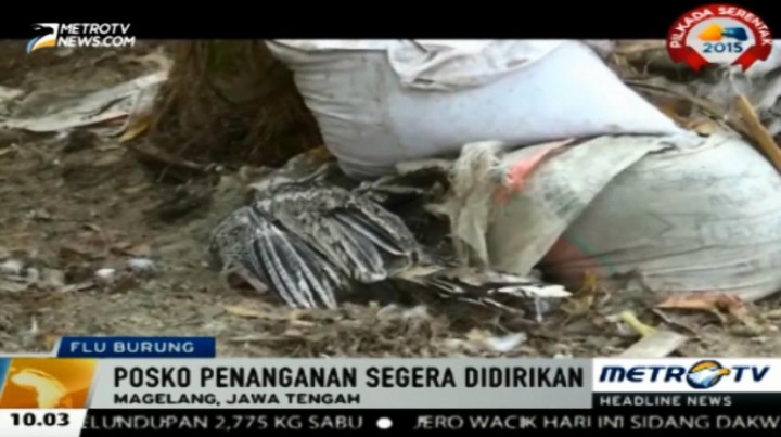 Puluhan Unggas Mati Terkontaminasi Flu Burung