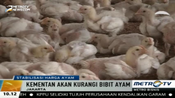 Stabilkan Pasokan, Pemerintah Akan Kurangi Bibit Ayam