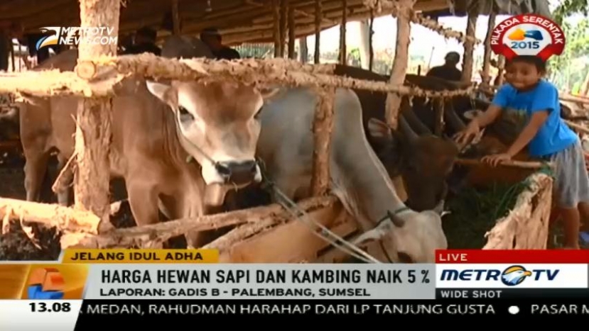 Harga Hewan Kurban Naik 5 Persen di Palembang