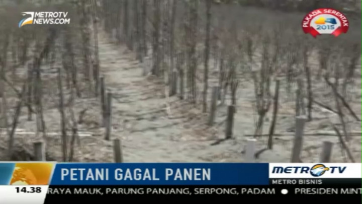 Biaya Perawatan Mahal, Tanaman Padi di Bantul Dibiarkan Mati