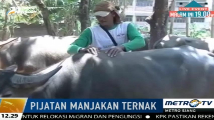 Jasa Pijat Ternak Bisa Hilangkan Stres Hewan