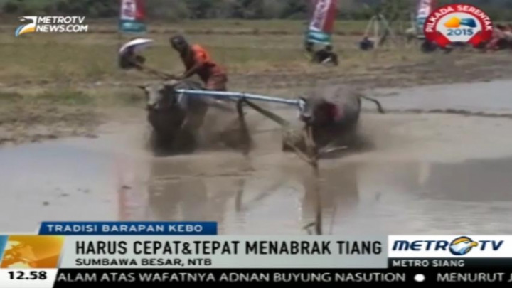 Ratusan Kerbau Ikuti Ajang Barapan Kebo di Sumbawa