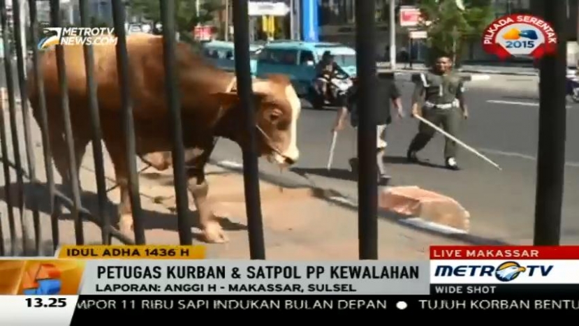 Panitia Kurban dan Satpol PP Kewalahan Kejar Sapi Kabur