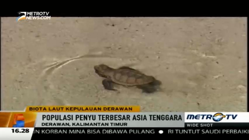 Berwisata Sambil Melihat Penyu Langka di Kepulauan Derawan