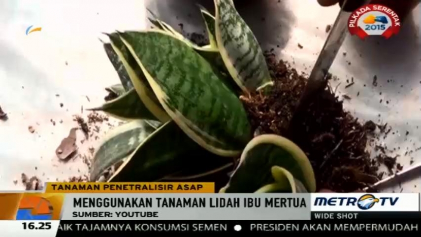 Tangkal Kabut Asap dengan Tanaman Ini