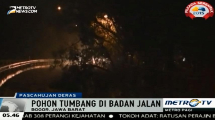 Pascahujan Deras Disertai Angin Kencang, Sebuah Pohon Tua Tumbang