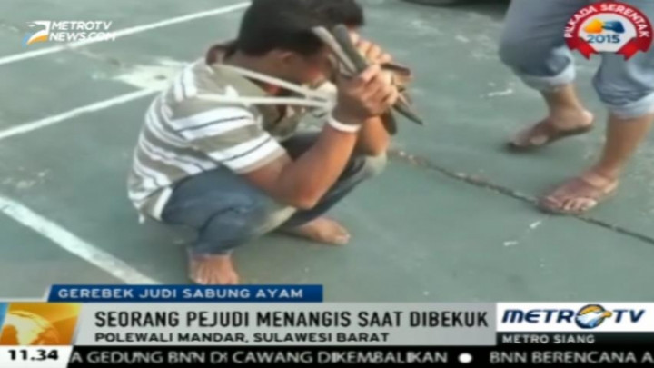 Penggerebekan Arena Judi Sabung Ayam di Sulbar Diwarnai Tembakan Peringatan