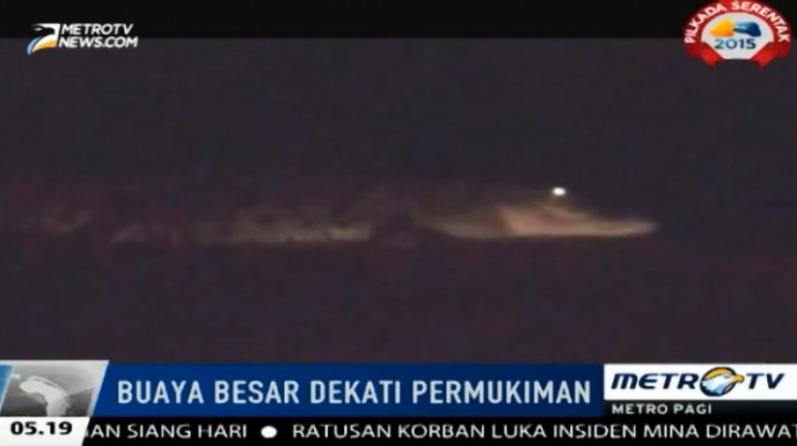 Warga Mamuju Utara Dihebohkan dengan Munculnya Seekor Buaya Besar