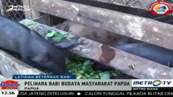 79 Ibu di Papua Ikuti Latihan Beternak Babi 