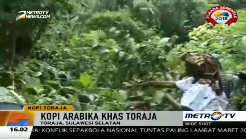 Lahan Perkebunan Beralih Fungsi, Produksi Kopi Toraja Menurun