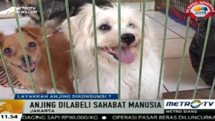 Pecinta Hewan: Anjing Masuk Kategori Hewan Peliharaan Bukan Konsumsi