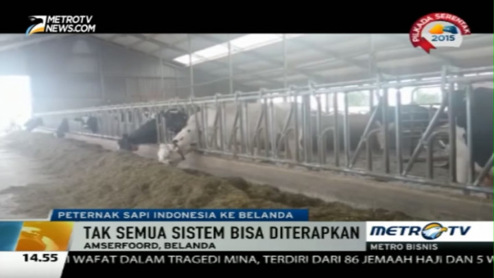 Empat Peternak Berkesempatan Belajar Beternak Sapi di Belanda