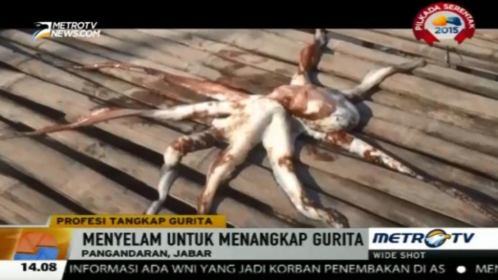 Berburu Gurita di Pangandaran 