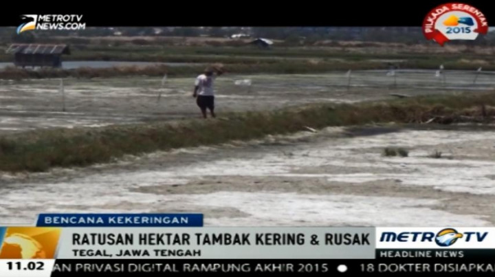 Ratusan Hektare Lahan Tambak Udang di Tegal Kekeringan