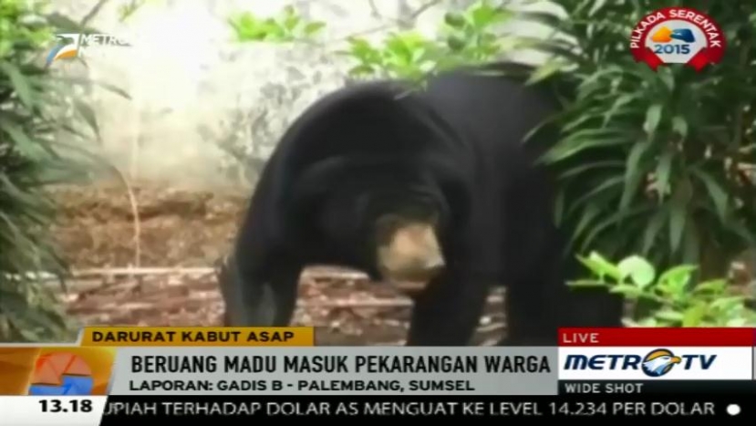 Akibat Kabut Asap, Beruang Madu Masuk Pekarangan Warga