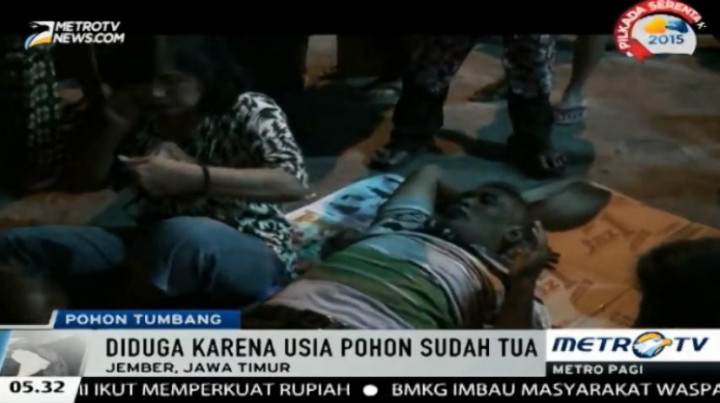 Pohon Tumbang Timpa Sejumlah Pengendara Sepeda Motor