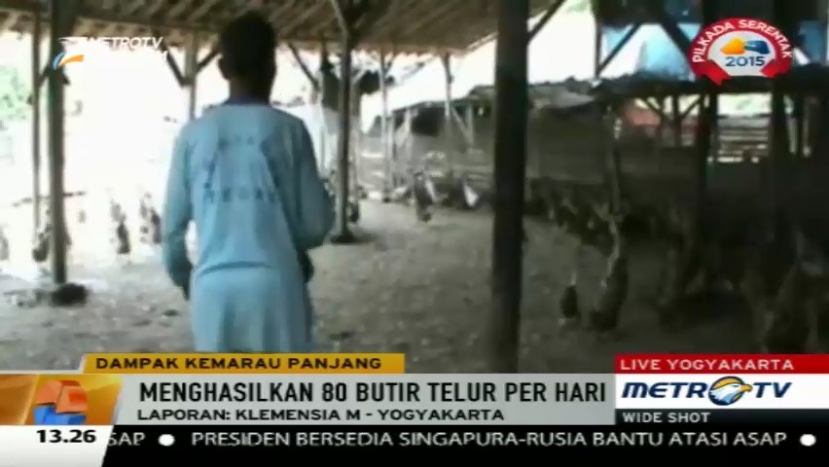 Musim Kemarau Jadi Berkah untuk Peternak Bebek di Tegal