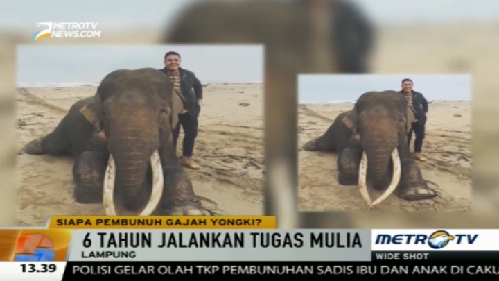 Pembunuh Yongki Diduga Orang yang Paham Seluk Beluk Gajah