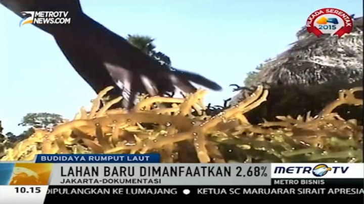 Anggaran Budidaya Rumput Laut akan Naik Delapan Kali Lipat
