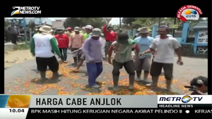 Kesal, Petani Injak-injak Cabai Siap Jual di Tengah Jalan  