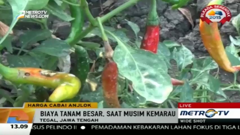 Harga Anjlok, Puluhan Hektare Tanaman Cabai di Tegal Dibiarkan Membusuk
