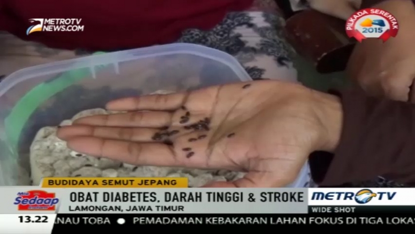 Manfaat Semut Jepang Bagi Kesehatan