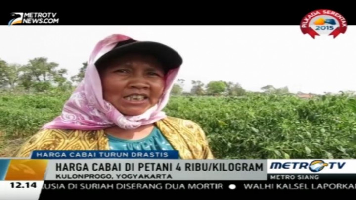 Harga Anjlok, Petani Yogyakarta Sengaja Tak Panen Cabai